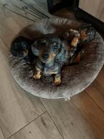 Te koop 2 super mooi teckel kanichen/ dwerg pups, Kaninchen, CDV (hondenziekte), 8 tot 15 weken, Korthaar