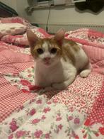 2 lieve broertjes zoeken een goed mandje, Dieren en Toebehoren, Katten en Kittens | Overige Katten, Kater, Kortharig, 0 tot 2 jaar