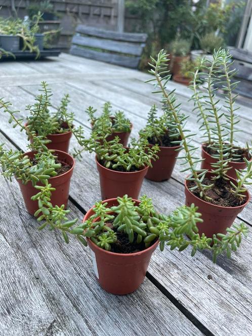 🌱 Sedum Album / Petrosedum Ochroleucum - vetkruid rotstuin, Tuin en Terras, Planten | Tuinplanten, Vaste plant, Bodembedekkers