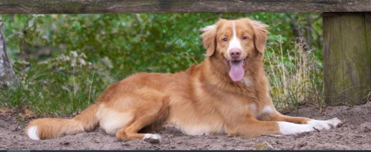 Nova Scotia Duck Tolling Retriever dekreu met RVB Stamboom, Dieren en Toebehoren, Honden | Dekreuen, Reu, Particulier, Eén hond