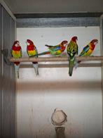 Diverse koppels rosella's, Meerdere dieren, Parkiet, Geringd