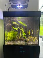 Aquarium, Dieren en Toebehoren, Ophalen, Gebruikt, Gevuld zoetwateraquarium