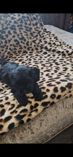Mini Toypoedel Puppy’, Dieren en Toebehoren, Honden | Chihuahua's en Gezelschapshonden, Reu, 8 tot 15 weken, Meerdere, CDV (hondenziekte)