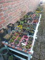 Biologische VASTE TUINplanten, Volle zon, Vaste plant, Zomer, Ophalen