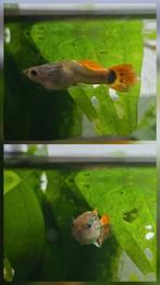 Guppy gratis ophalen!, Dieren en Toebehoren, Vissen | Aquariumvissen, Vis