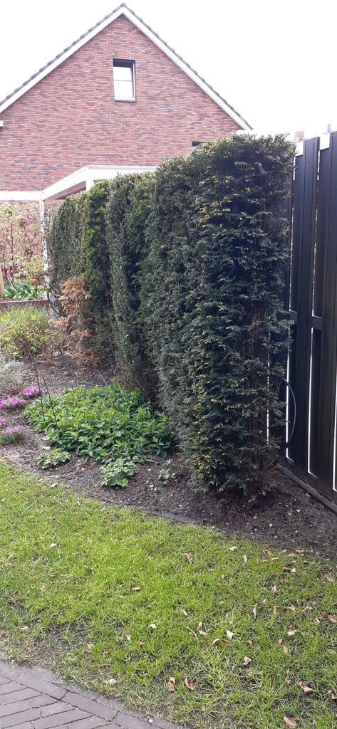 Taxus Baccata 200 cm, Tuin en Terras, Planten | Struiken en Hagen, Taxus, Ophalen