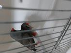Zebravink charcoal koppel, Dieren en Toebehoren, Vogels | Overige Vogels, Meerdere dieren