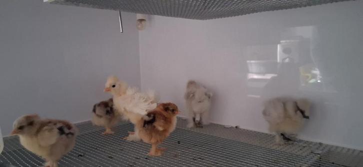 Diverse kippen, Dieren en Toebehoren, Pluimvee, Kip, Meerdere dieren