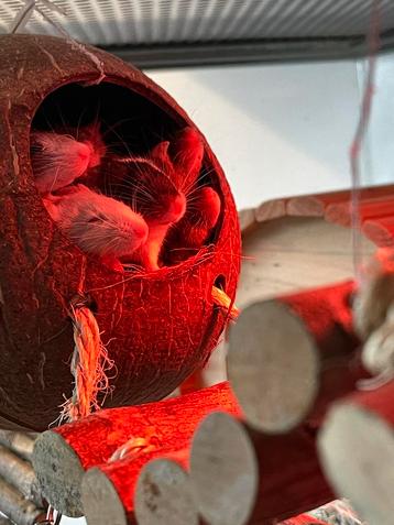 🩷 Laatste groepje jonge kleurmuis vrouwtjes beschikbaar🐭🩷 beschikbaar voor biedingen