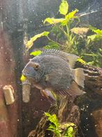 Heros severum turqoise, Vis