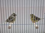 Koppel glosters, Dieren en Toebehoren, Vogels | Kanaries, Meerdere dieren, Postuurkanarie