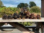 Prachtige Ruwhaar Dwerg teckels pups met stamb, Dieren en Toebehoren, CDV (hondenziekte), 8 tot 15 weken, Dwerg, Meerdere