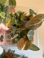 Philodendron melanochrysum, plantje uit wetstick, Huis en Inrichting, Kamerplanten, Ophalen of Verzenden, Halfschaduw, Minder dan 100 cm