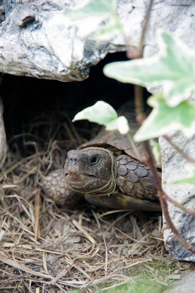 russische vierteen-schildpad (Tuesdo Horfeldii), Dieren en Toebehoren, Reptielen en Amfibieën, Schildpad, 11 jaar of ouder, Tam