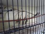 Tekoop koppel ceresamadine, Dieren en Toebehoren, Vogels | Overige Vogels, Meerdere dieren, Tropenvogel, Geringd