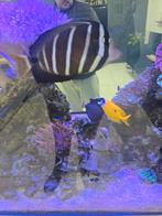 Zebrasoma veliferum, Dieren en Toebehoren, Ophalen