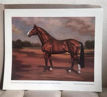 Karl-Ernst Struck Paarden Prenten beschikbaar voor biedingen