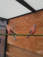 Rose Bourke parkieten., Meerdere dieren, Parkiet