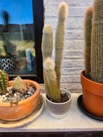 Verschillende cactussen, Ophalen, Overige soorten, Minder dan 100 cm