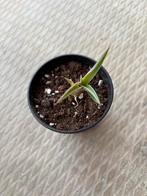 Mangave lavender lady mini #1, Ophalen of Verzenden, Zomer, Vaste plant, Overige soorten