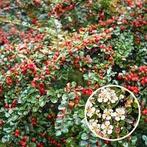 Cotoneaster dammeri major. Sterke bodembedekker P9, Tuin en Terras, Bodembedekkers, Vaste plant, Ophalen of Verzenden, Halfschaduw