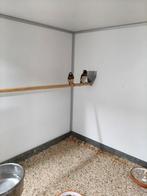 Bruinborst rietvink ruil, Dieren en Toebehoren, Vogels | Overige Vogels, Mannelijk, Geringd