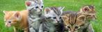 Kitten(s) gezocht, Dieren en Toebehoren, Katten en Kittens | Overige Katten, Kater, 0 tot 2 jaar