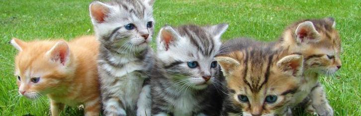 Kitten(s) gezocht, Dieren en Toebehoren, Katten en Kittens | Overige Katten, Kater, 0 tot 2 jaar