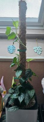 Monstera Siltepecana, Huis en Inrichting, Kamerplanten, Ophalen, Overige soorten, Halfschaduw, In pot