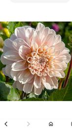 Dahlia knollen Sweet Nathalie, Tuin en Terras, Bloembollen en Zaden, Ophalen of Verzenden, Volle zon, Knol