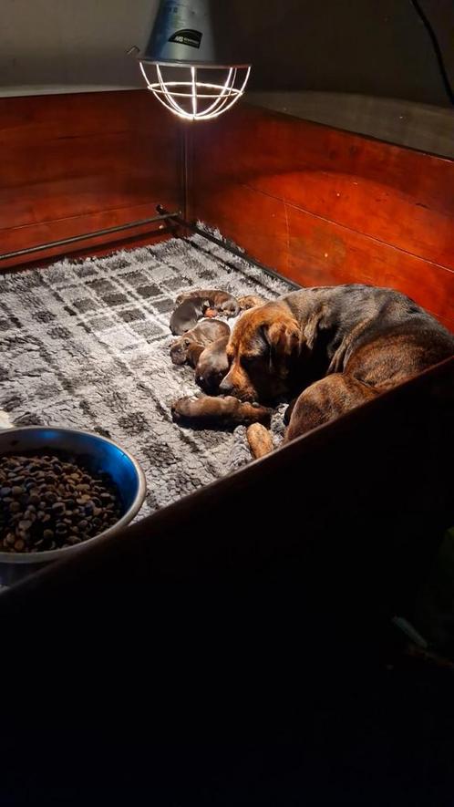 Werpkist te huur, Dieren en Toebehoren, Hondenhokken, Minder dan 65 cm, Ophalen