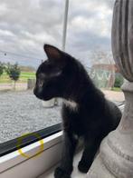 Kittens te koop! Mogen direct mee., Dieren en Toebehoren, Katten en Kittens | Overige Katten, Meerdere dieren