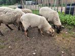 Jonge ooien en rammetje, Dieren en Toebehoren, Schapen, Geiten en Varkens, Meerdere dieren, Schaap