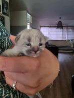 Ragdoll x Maine Coon kittens (nieuwe fotos en info), Geslacht onbekend, Ontwormd, 0 tot 2 jaar