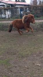 Verzorgster/verzorger voor Shetlander Voorthuizen/stroe, Ophalen of Verzenden