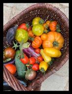 Tomaten, paprika en aubergine planten voor in de (moes)tuin, Tuin en Terras, Planten | Tuinplanten, Zomer, Ophalen, Groenteplanten