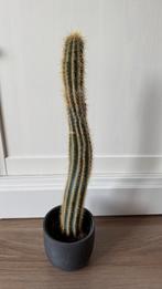 Cactus, Ophalen, Cactus, Volle zon, Minder dan 100 cm