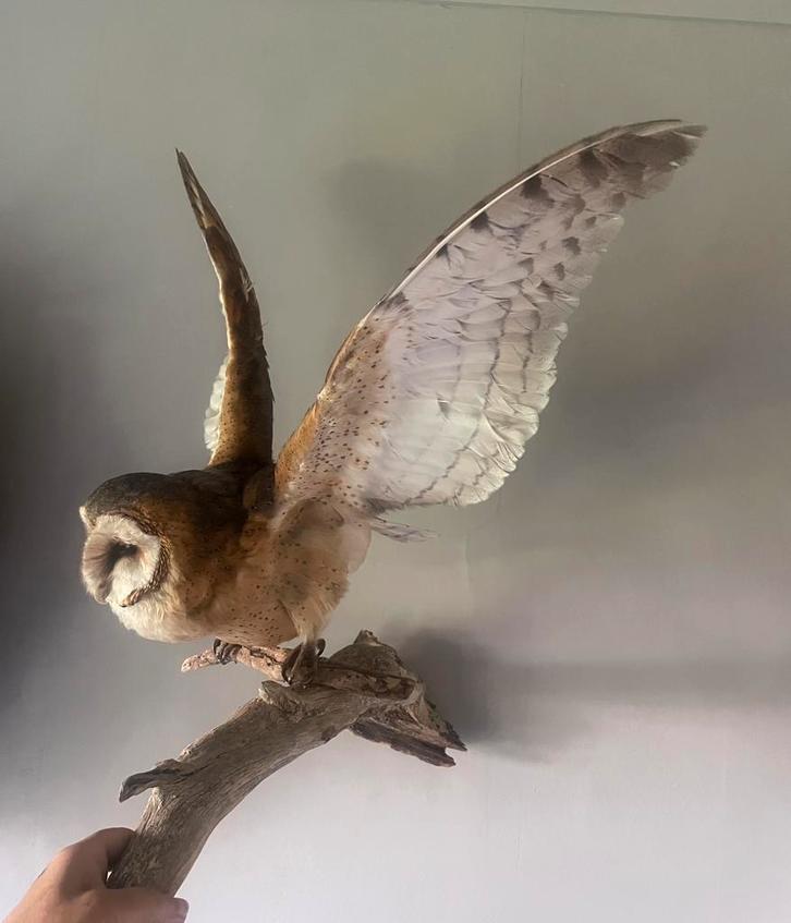 Opgezette kerkuil, Verzamelen, Dierenverzamelingen, Zo goed als nieuw, Opgezet dier, Vogel, Ophalen