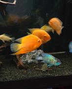 Red spotted heros, Dieren en Toebehoren, Vissen | Aquariumvissen, Vis