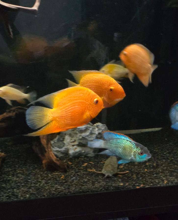 Red spotted heros, Dieren en Toebehoren, Vissen | Aquariumvissen, Vis