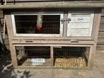 hok+baby konijn+ mama konijn, Dieren en Toebehoren, Minder dan 60 cm, Ophalen of Verzenden, Zo goed als nieuw, Konijn