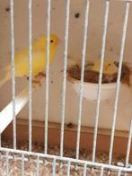 Tekoop waterslagers, Mannelijk, Zangkanarie