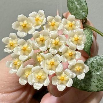 Hoya lacunosa ‘ White Pearl’ beschikbaar voor biedingen