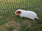 Us teddy zeugje, Dieren en Toebehoren, Juli, Vrouwelijk, Cavia