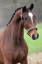 Fantastisch stoere 3 jarige nalegro ruin, Dieren en Toebehoren, Ruin, Dressuurpaard, 3 tot 6 jaar, 160 tot 165 cm