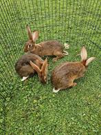 Belgische hazen te koop., Dieren en Toebehoren, Konijnen, Mannelijk, Groot