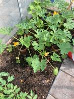 Courgette en komkommerplanten, Tuin en Terras, Ophalen, Zomer, Volle zon