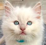Ragdoll kittens stamboom getest zeldzame kleuren, Dieren en Toebehoren, Katten en Kittens | Raskatten | Langhaar, Meerdere dieren