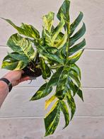 Epipremnum pinnatum Cintho Goldfinger p17 (5)
