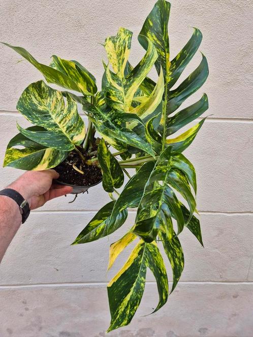 Epipremnum pinnatum Cintho Goldfinger p17 (5), Huis en Inrichting, Kamerplanten, Overige soorten, Minder dan 100 cm, Ophalen of Verzenden